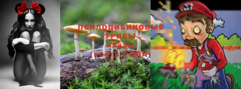 Псилоцибиновые грибы Magic Shrooms  Тулун 